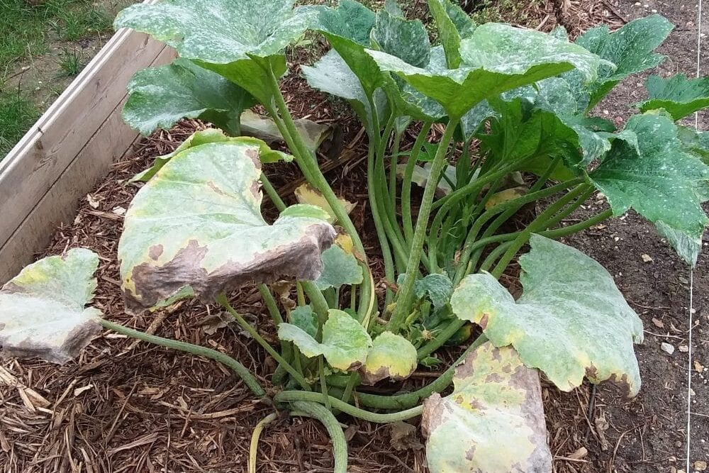 oïdium sur courgettes