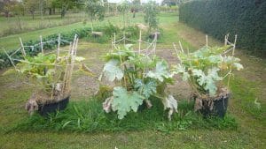 Culture de courgettes en pot