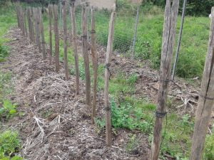 Créer un potager en permaculture en automne en mettant en place couverture permanente du sol