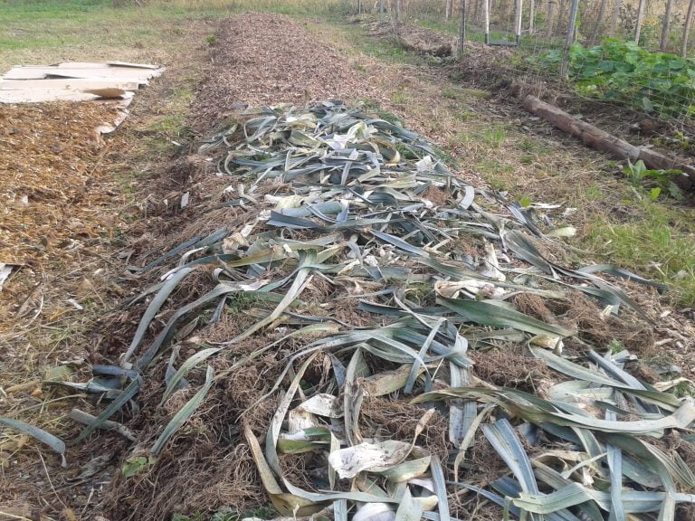 buttes-vivantes-potager-bio