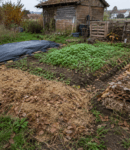 Créer un potager en permaculture en automne : préparer le sol pour le printemps Préparation d’un potager en permaculture en automne avec bâchage, engrais verts, paillage et butte lasagne