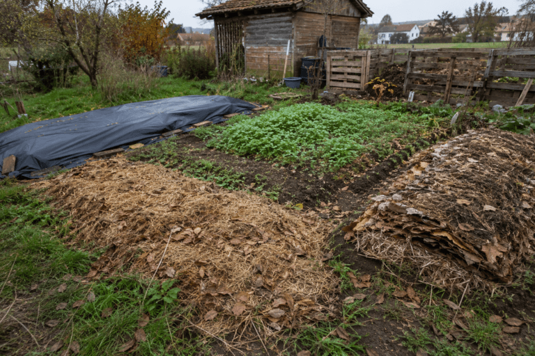 Préparation d’un potager en permaculture en automne avec bâchage, engrais verts, paillage et butte lasagne