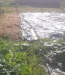 Pourquoi et comment créer un Potager en Permaculture à l'Automne ? le bâchage est efficace pour éliminer le chiendent