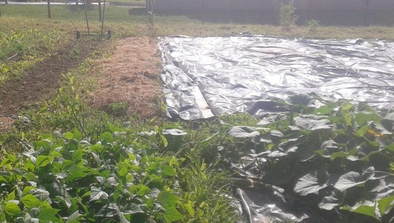 créer un potager en permaculture en automne