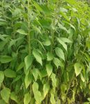 légumes perpétuels : récoltez chaque année sans replanter Légumes perpétuels (ici des topinambour)