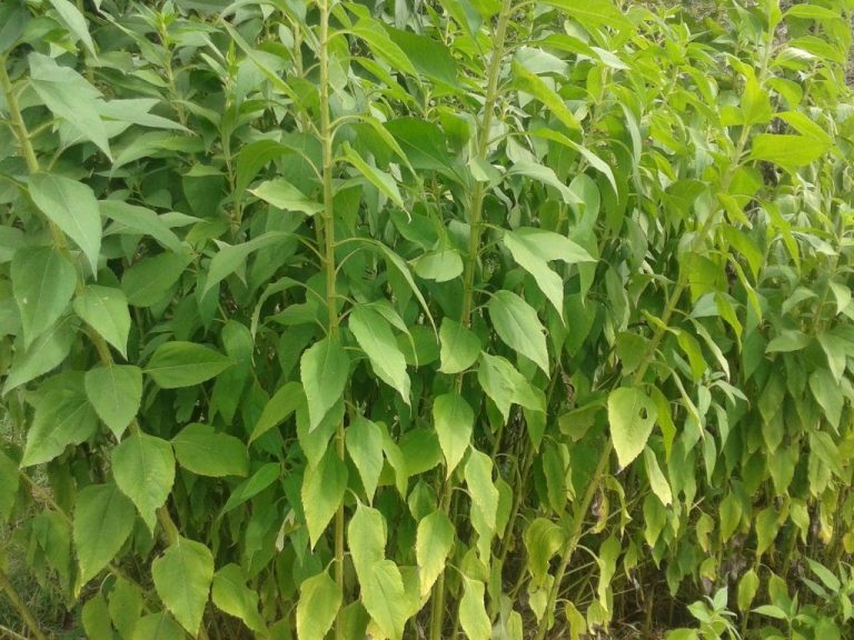 Légumes perpétuels (ici des topinambour)