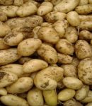 Résistance au mildiou - Quelles variétés de pommes de terre choisir ? Pommes de terre résistantes au mildiou