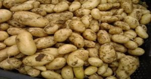 Pommes de terre résistantes au mildiou