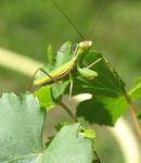 Importance de la Nature dans un Jardin Potager Bio