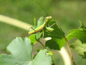 Importance de la Nature dans un Jardin Potager Bio