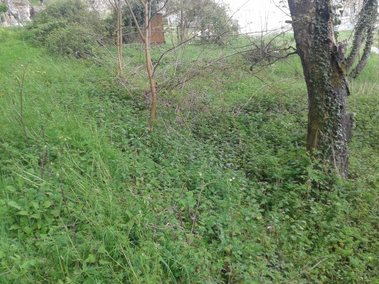 zone nature à l'arrière du potager