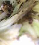 Nuisibles au jardin, comment s'en débarrasser, sans rien faire ! Nuisibles au jardin