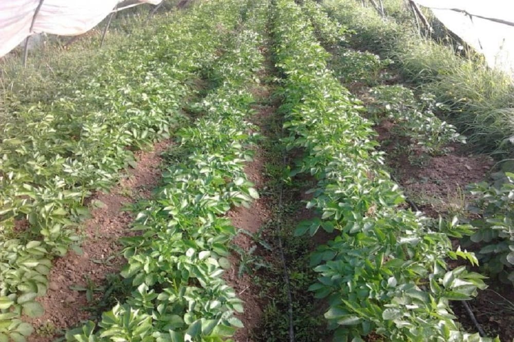 Culture pommes de terre nouvelles sous serre