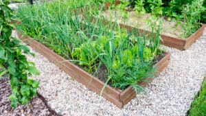 L'ail maintient à distance certains insectes