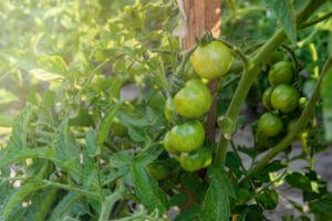 La décoction d'ail protège les tomates du mildiou