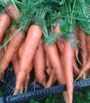 Mes récoltes de carottes en octobre 2014 Récolte de carottes consoude