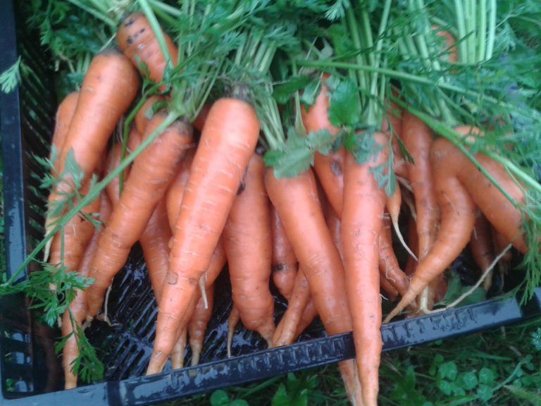 Récolte de carottes consoude