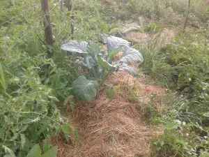 Tomates et choux paillés