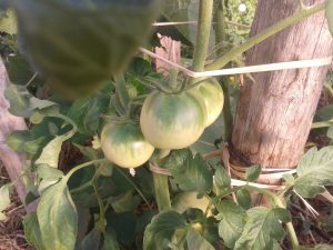 les tomates sont formées
