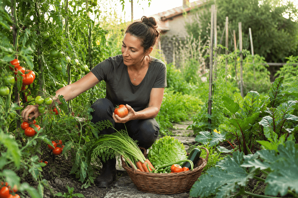 Femme récoltant des tomates et des légumes mûrs dans son potager