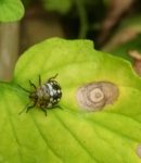 Comment éloigner la punaise de jardin de vos cultures ? Comment lutter contre les punaises de jardin