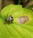 Comment lutter contre les punaises de jardin