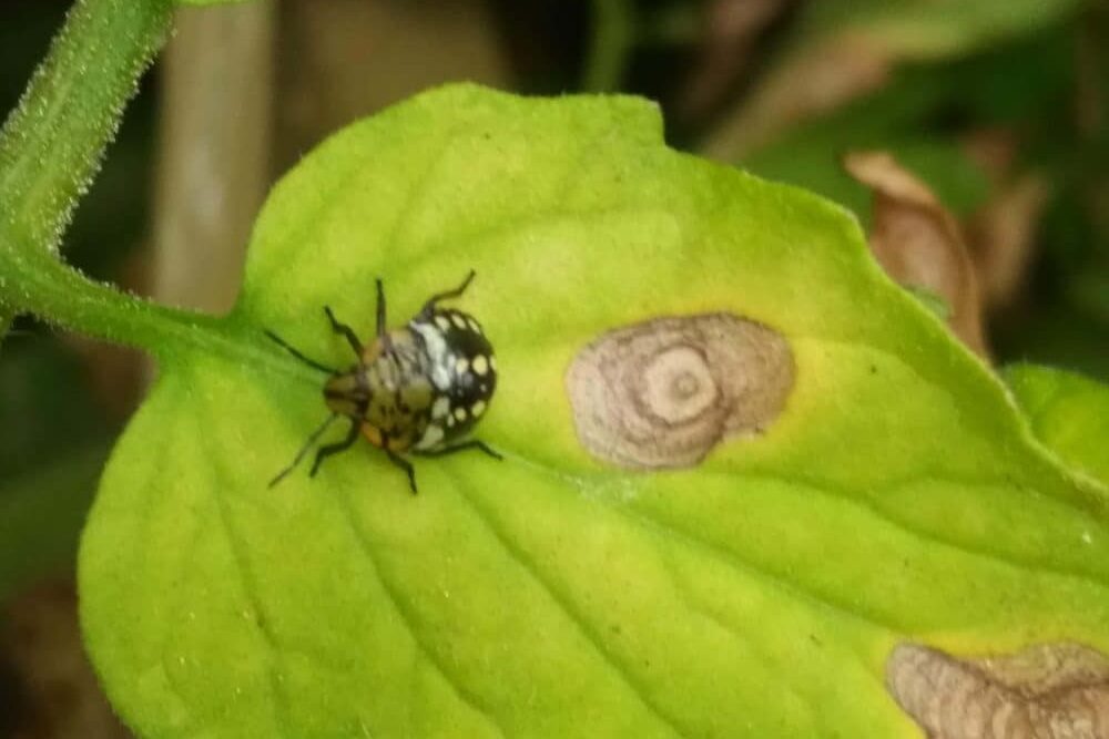 Comment lutter contre les punaises de jardin
