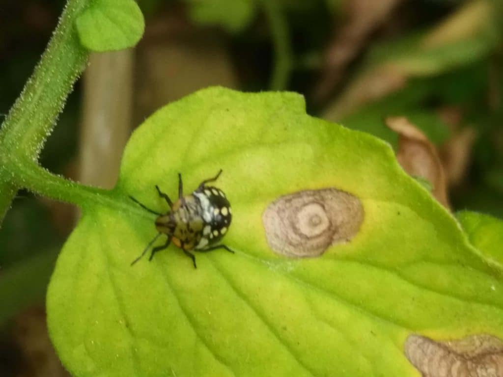 France - Animaux . Punaises diaboliques : cinq choses à savoir sur ces  bestioles envahissantes