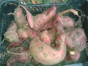 Récolte patates douces