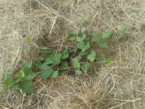 plant de patate douce