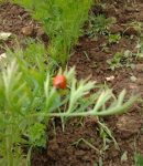 Que semer et planter en mars au jardin ? Que semer et planter en mars au potager ?