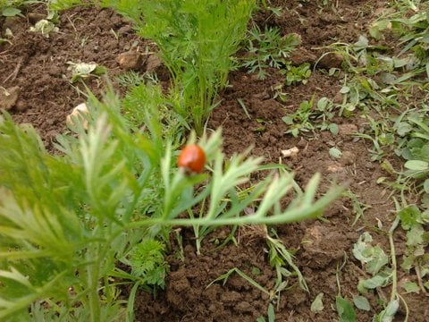 Que semer et planter en mars au potager ?