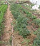 Des légumes primeurs - Pourquoi ? Comment ? Quels légumes ? Cultures de légumes primeurs sous serre