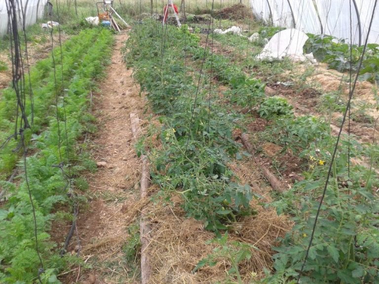 Cultures de légumes primeurs sous serre