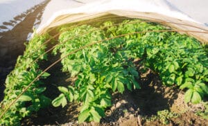 Culture de pommes de terre nouvelles sous tunnel nantais.