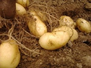 récolte de pommes de terre nouvelles en juin Récolte pommes de terre nouvelles au mois de juin