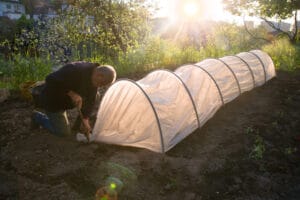 Cultures légumes primeurs : tunnel nantais avec voile forçage.