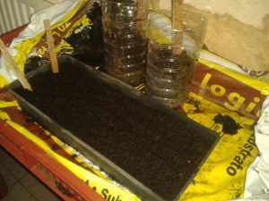 Semis en bouteille placés près du radiateur
