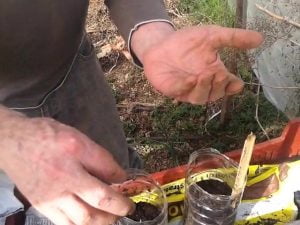 Semis de tomates en bouteille