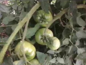 Tomates fertilisées avec cet engrais naturel