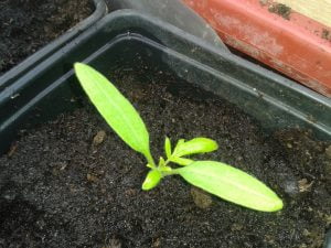 Plant de tomate repiqué en godet