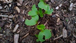 dégâts de limaces sur feuilles radis