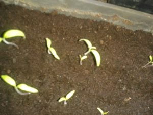 Levée plants de tomates en terrine