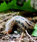 Limaces au jardin - Une autre approche est possible... Comment lutter contre les limaces en permaculture ?