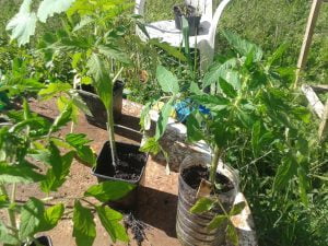 Semis de tomates en bouteille - comparatif