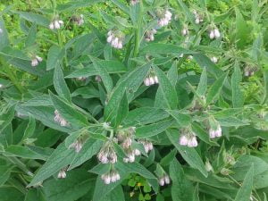 La consoude est une plante particulièrement utile au jardin : engrais naturel riche en potasse, stimulant, cicatrisation des tissus blessés...