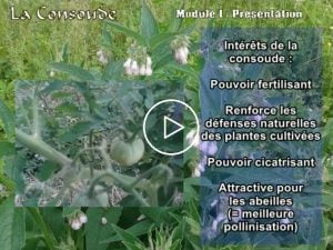 Variétés et vertus de la consoude