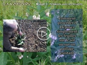 Les feuilles de consoude peuvent être utilisées directement