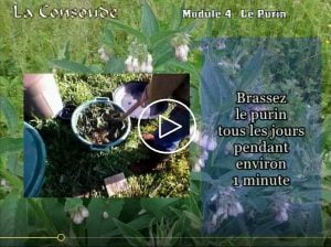 Comment préparer et utiliser un purin de consoude
