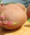Pourquoi et comment faire germer les pommes de terre ? Comment faire germer les pommes de terre ?